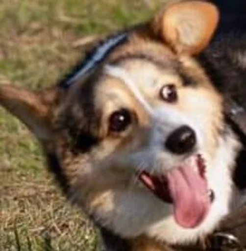 Стикер Disapprovingdog - 1