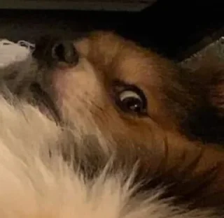 Стикер Disapproving dog - 9