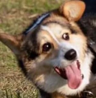 Стикер Disapproving dog - 1