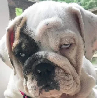 Стикер Disapproving dog - 4