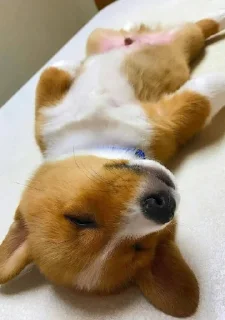 Стикер Disapproving dog - 8