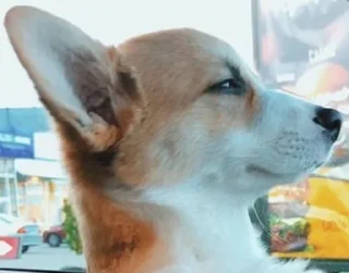 Стикер Disapproving dog - 10