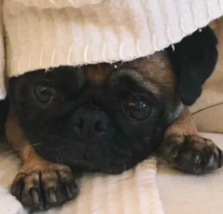 Стикер Disapproving dog - 2