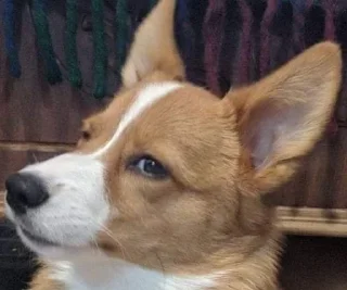 Стикер Disapproving dog - 7