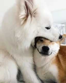 Стикер Disapproving dog - 5