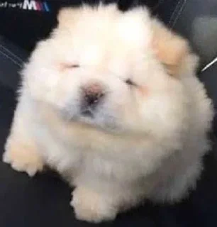 Стикер Disapproving dog - 3