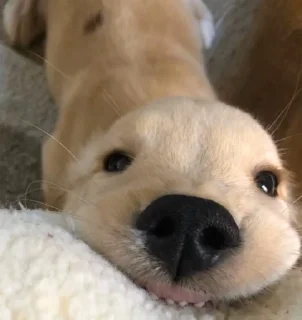 Стикер Disapproving dog - 11