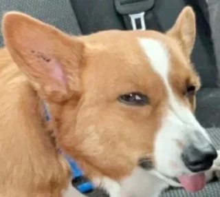 Стикер Disapproving dog - 6