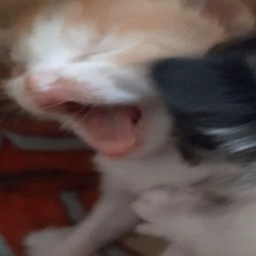 Sticker DiselmanCats - 1