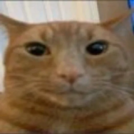 Sticker DiselmanCats - 1