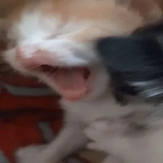 Sticker diselmancats - 10