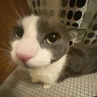 Sticker diselmancats - 11