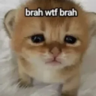 Sticker diselmancats - 6