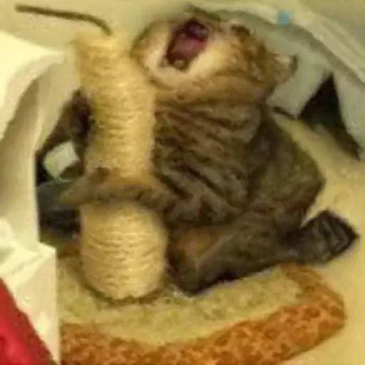 Sticker DistoPack - 1