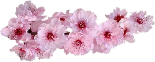 Sticker Divisores - 1