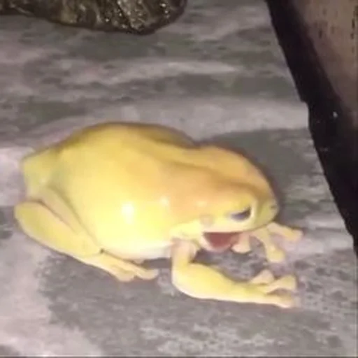 animal frog amphibian