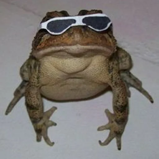 frog animal amphibian