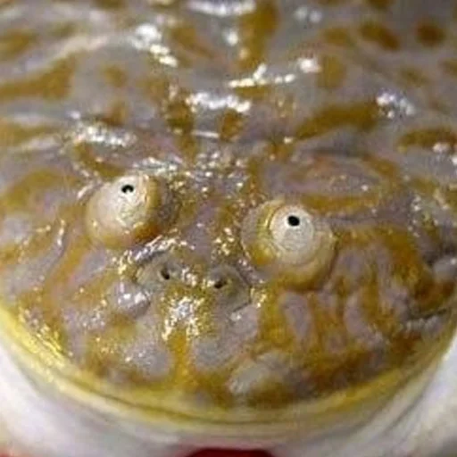 soft drink indoor food