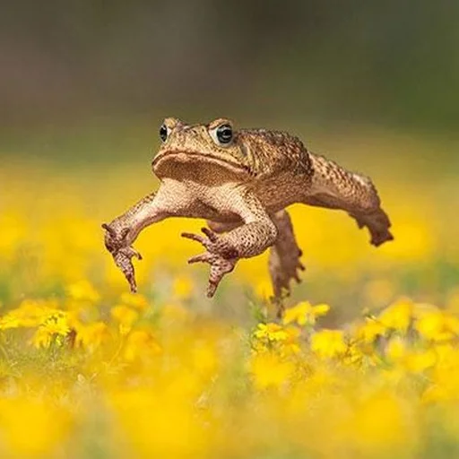animal frog amphibian