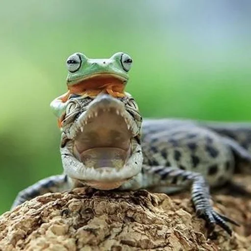 animal amphibian reptile