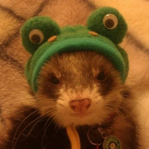 mammal animal polecat