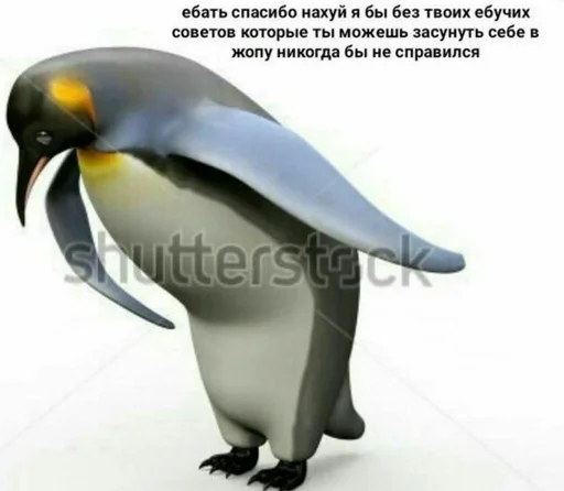 animal aquatic bird bird