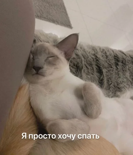 Стикер Порча от ларочки by @fStikBot - 3