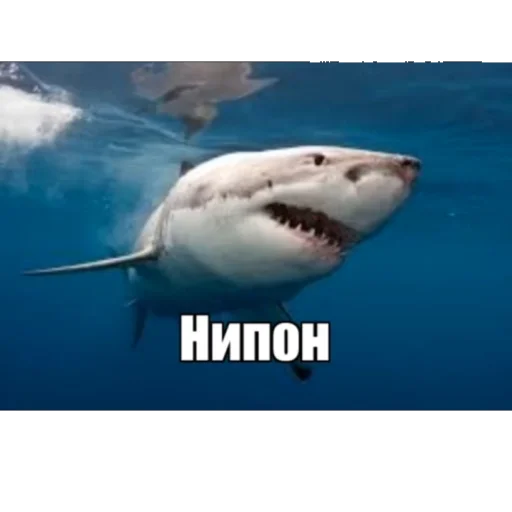 Sticker Тимощукпон - 2