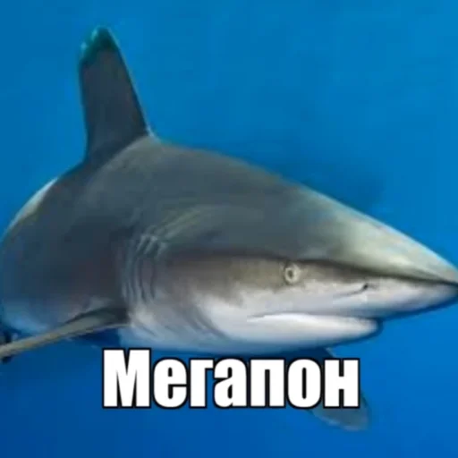 Sticker Тимощукпон - 1