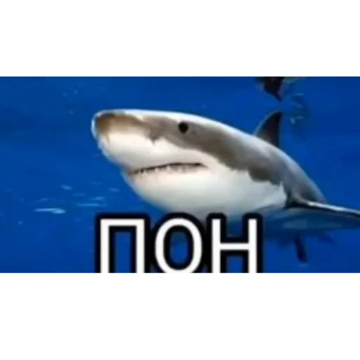 Тимощукпон - 