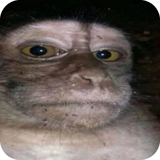 G-Браток бибизян - 