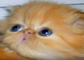 Стикер Пак :/ (часть 2) - 1