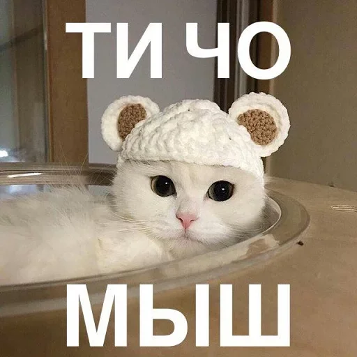 text small to medium-sized cats felidae