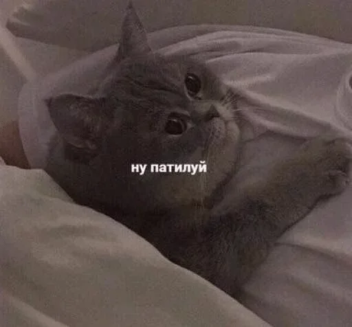 кошка кошки малого и среднего размера животное