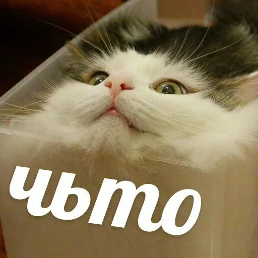 cat animal small to medium-sized cats