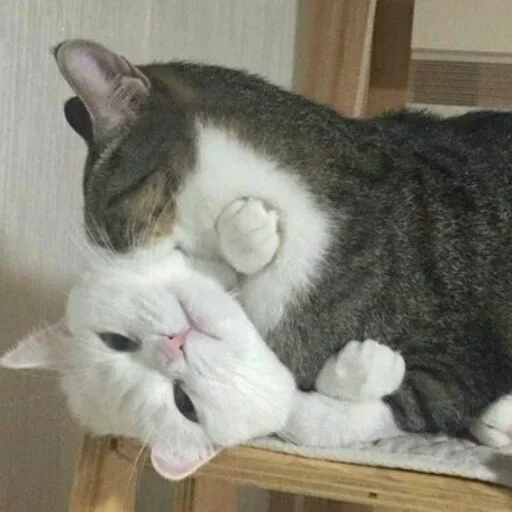 млекопитающее животное кошки малого и среднего размера