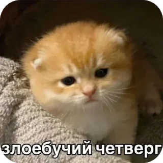 Стикер Мяу - 0