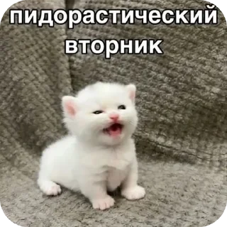 Стикер Мяу - 11