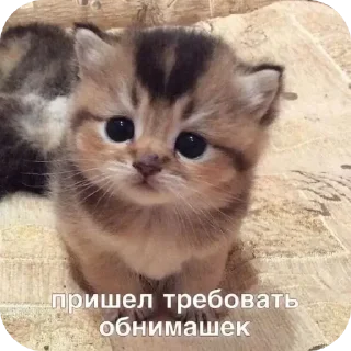 Стикер Мяу - 4