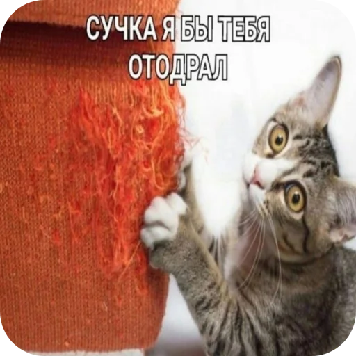 Добри котики - 