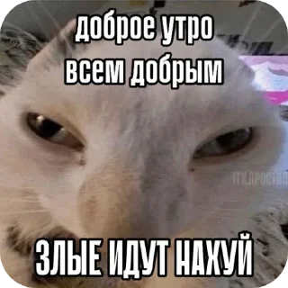 Стикер Добри котики - 3