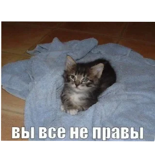 Стикер Добри котики - 7