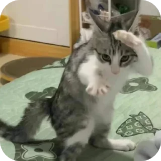 Стикер Добри котики - 11