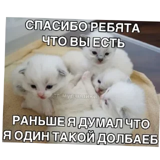 Стикер Добри котики - 2