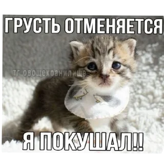 Стикер Добри котики - 6