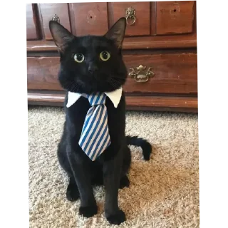 Стикер Добри котики - 10