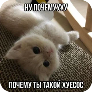 Стикер Добри котики - 5