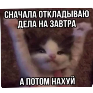 Стикер Добри котики - 8