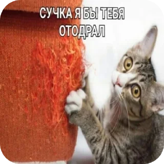 Стикер Добри котики - 4