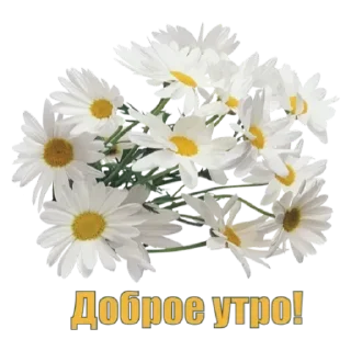 Sticker Доброе утро - 6